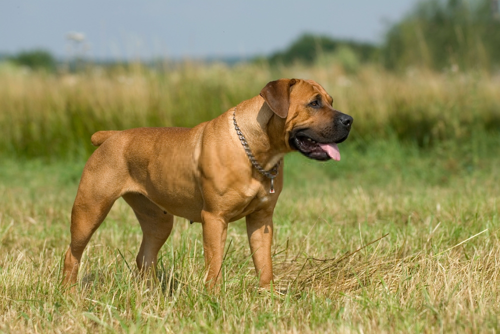 Đánh giá chó Boerboel