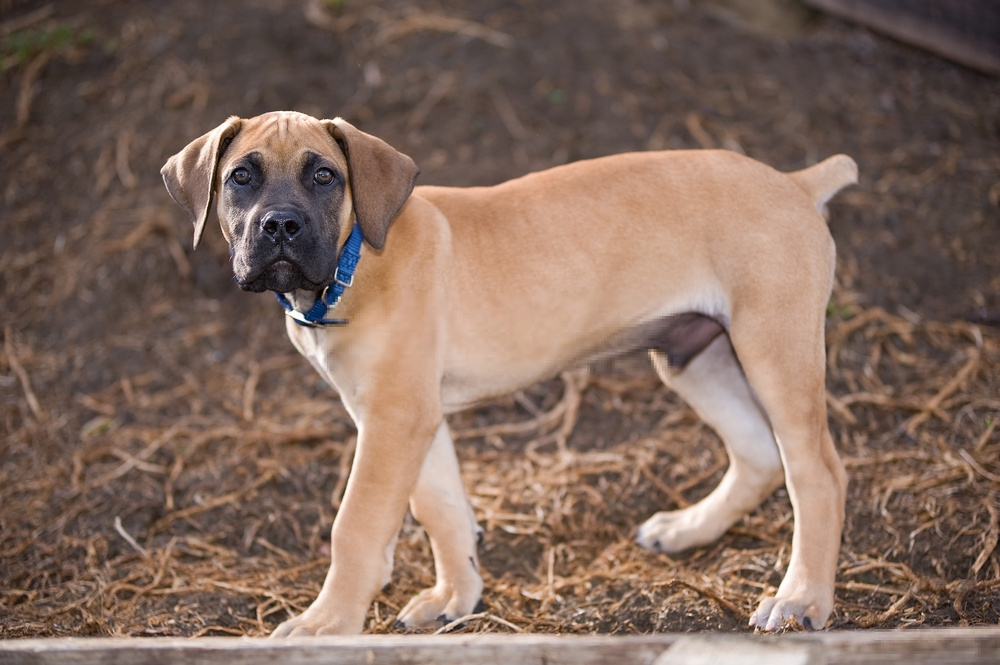 Đánh giá chó Boerboel