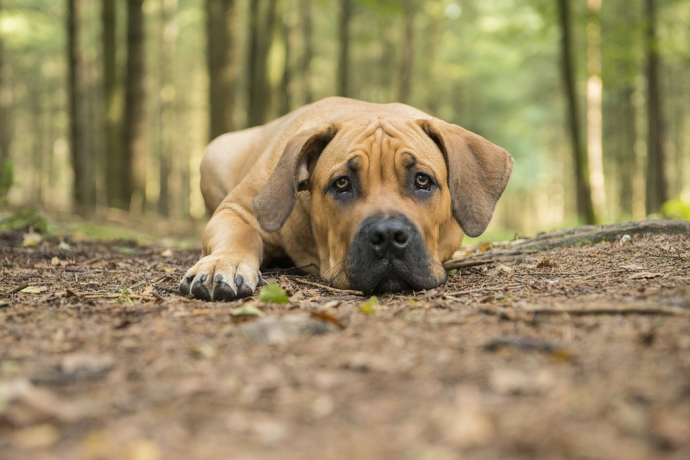 Đánh giá chó Boerboel