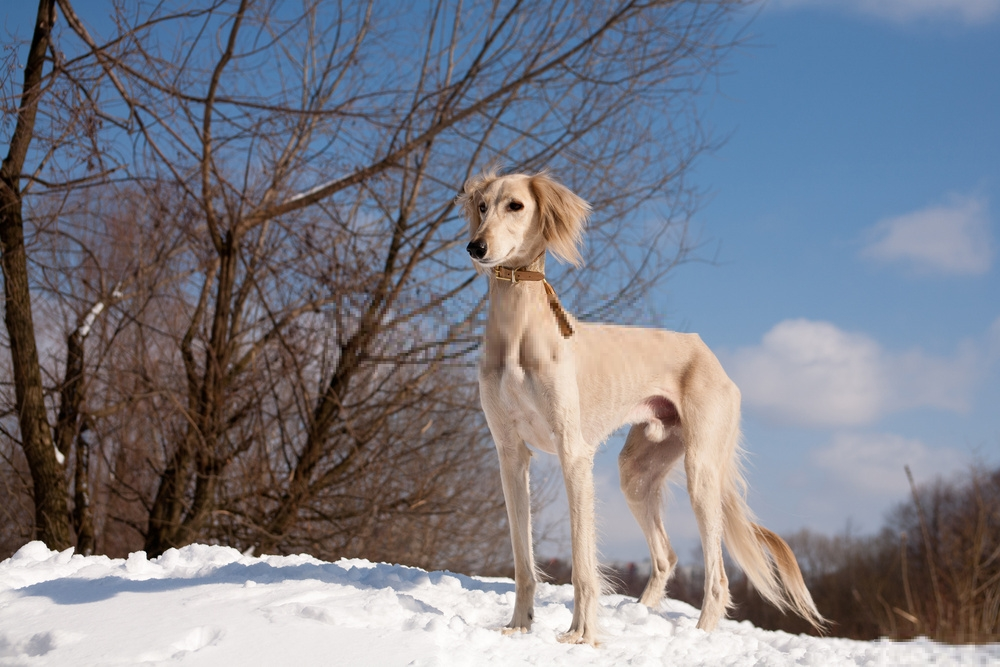 Đánh giá chó Saluki