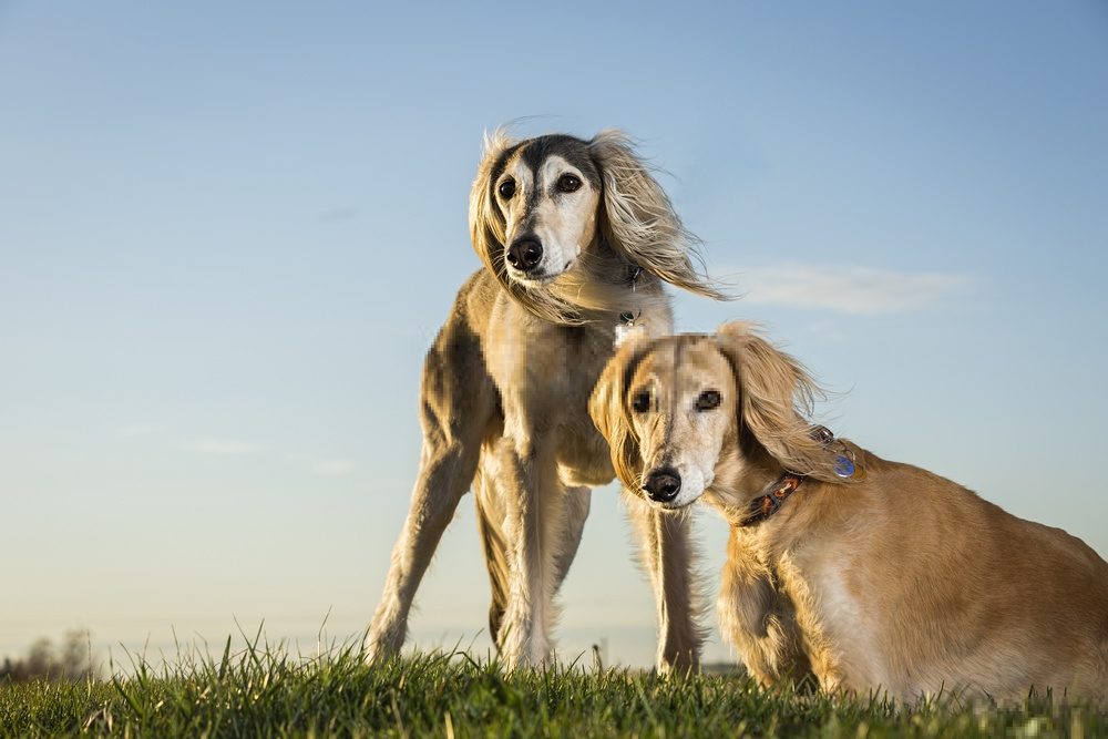 Đánh giá chó Saluki