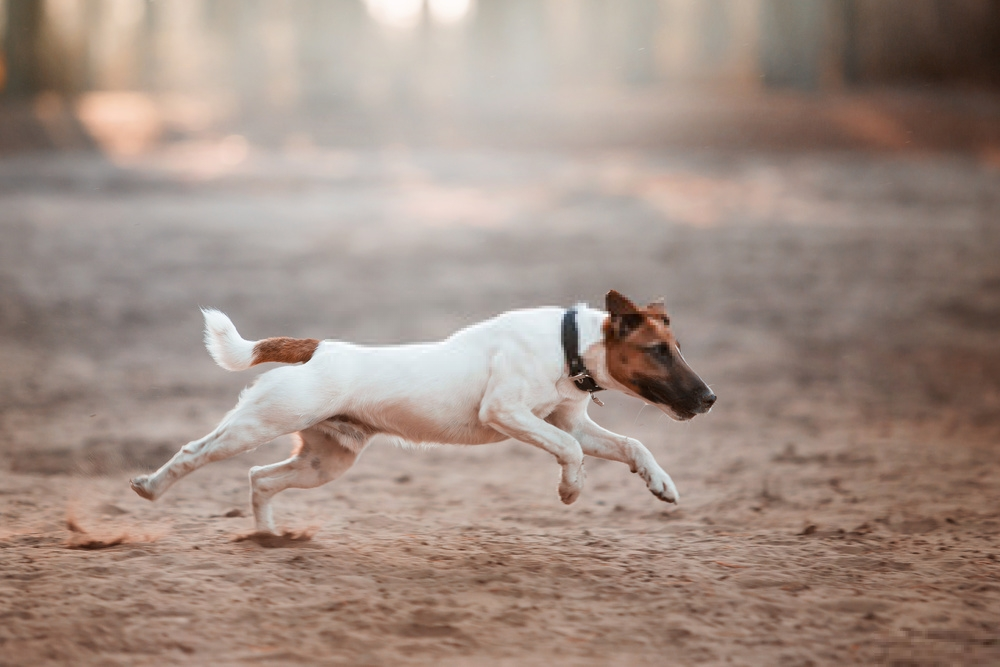 Đánh giá con chó Smooth Fox Terrier