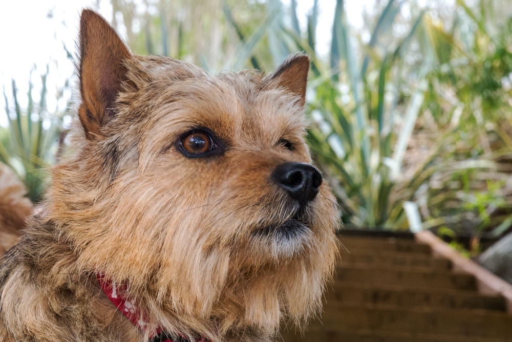 Hình ảnh chó Norwich Terrier