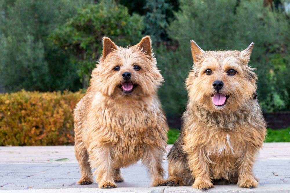 Hình ảnh chó Norwich Terrier