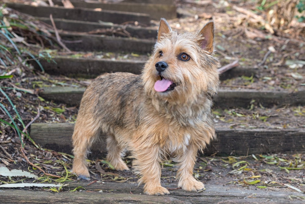 Hình ảnh chó Norwich Terrier