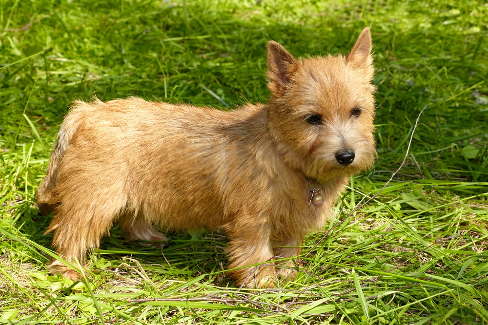 Hình ảnh chó Norwich Terrier