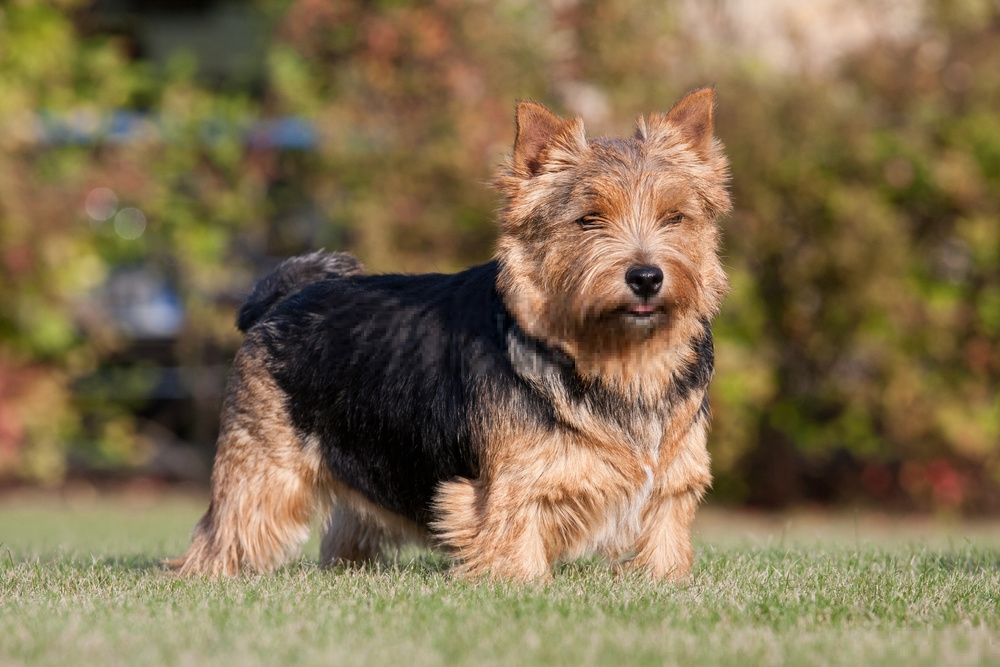 Hình ảnh chó Norwich Terrier