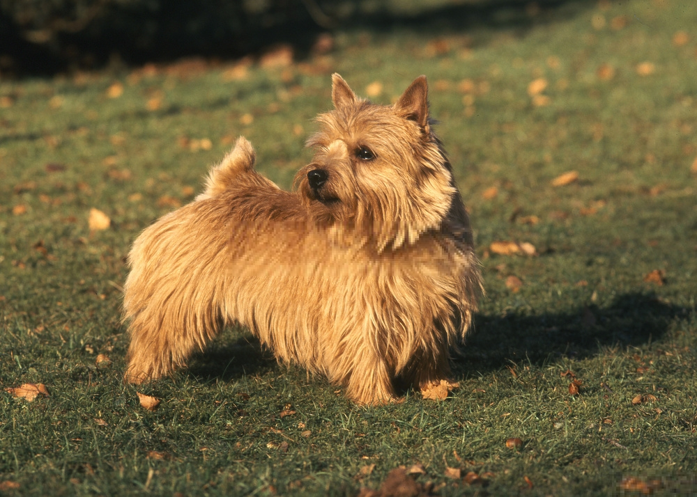 Hình ảnh chó Norwich Terrier