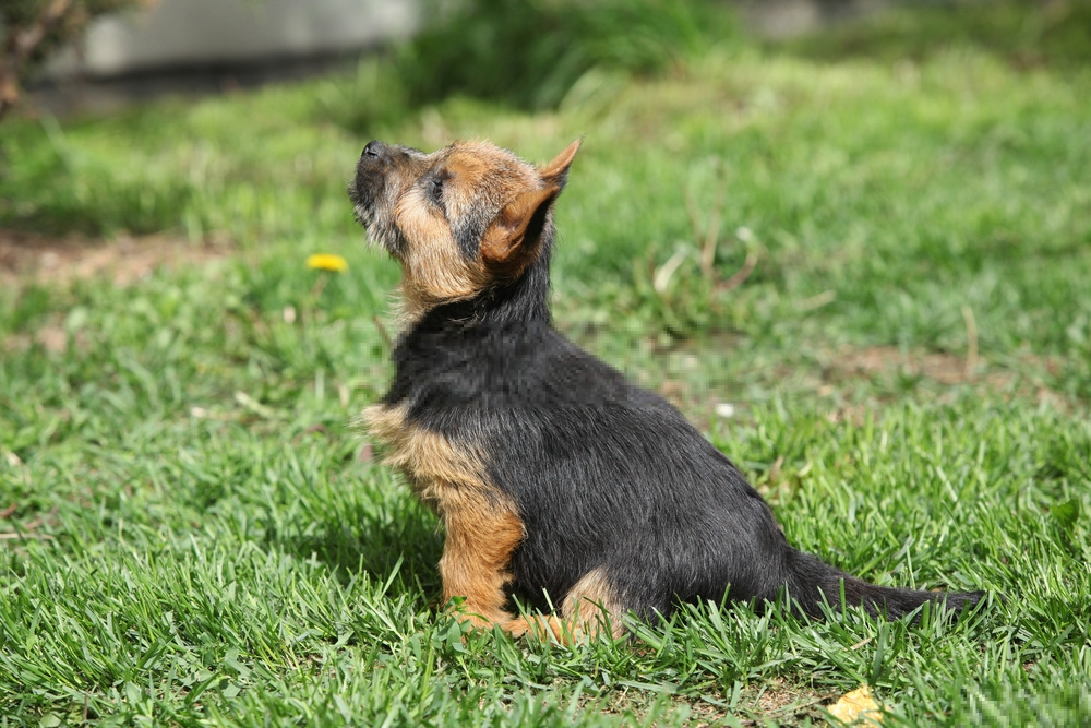 Hình ảnh chó Norwich Terrier