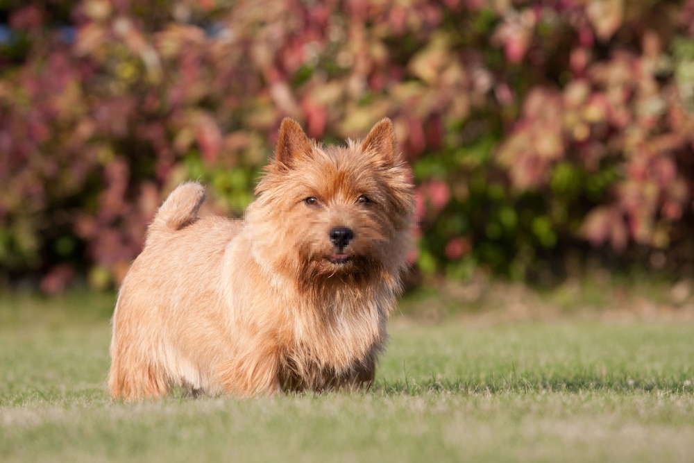 Hình ảnh chó Norwich Terrier