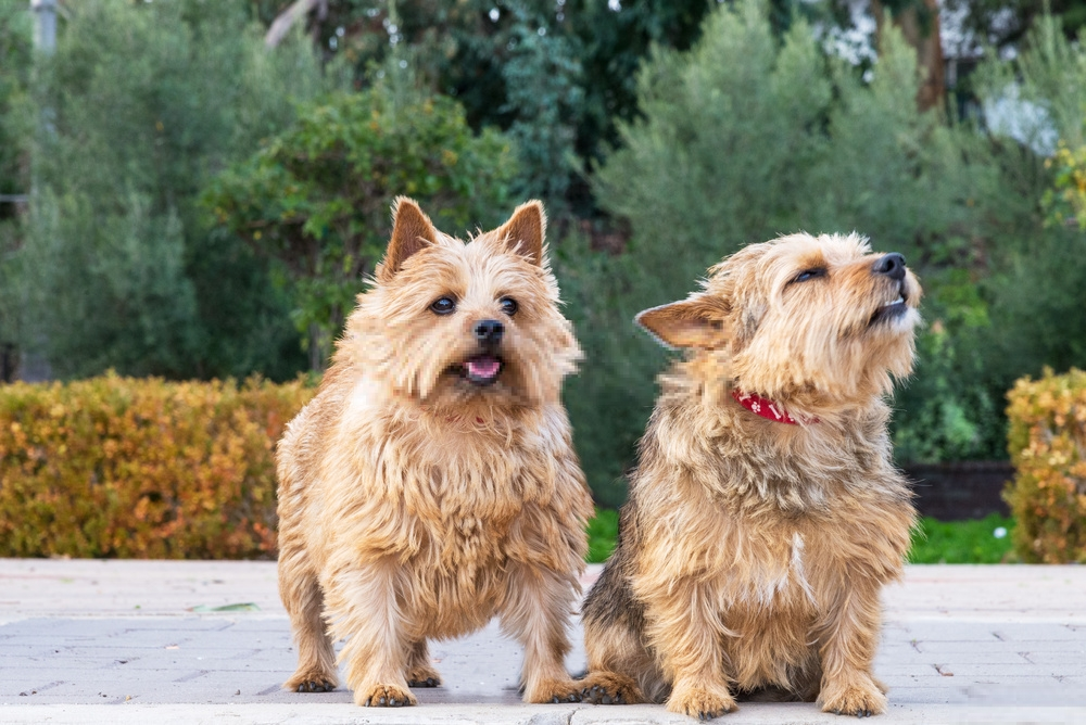 Hình ảnh chó Norwich Terrier