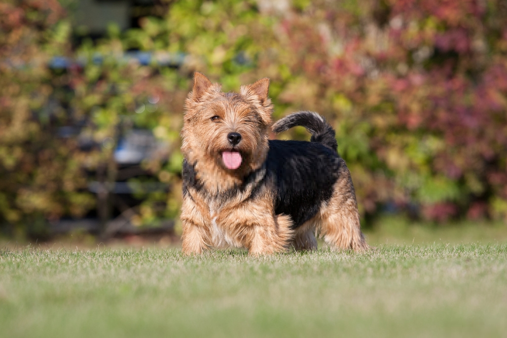 Hình ảnh chó Norwich Terrier