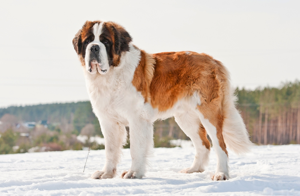 Hình ảnh loài chó Saint Bernard dễ thương