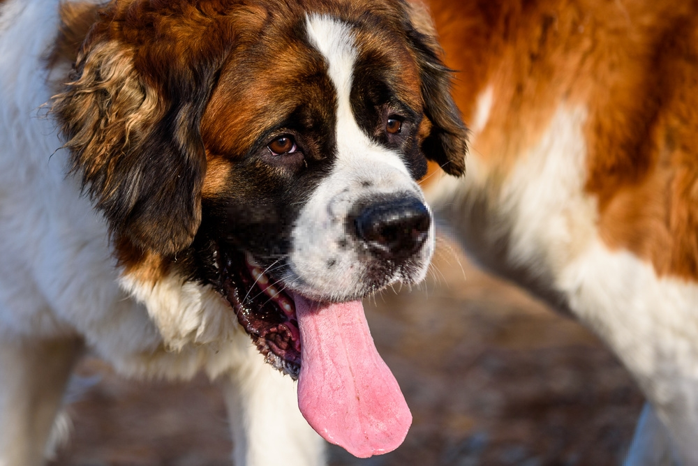 Hình ảnh loài chó Saint Bernard dễ thương