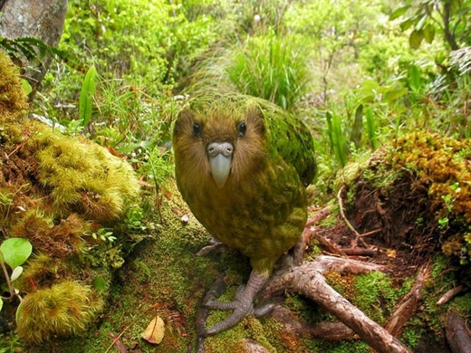  Vẹt Kakapo/Vẹt cú: đây là giống vẹt béo nhất thế giới và cũng là loài vẹt duy nhất không biết bay. Có nguồn gốc từ New Zealand, loài vẹt này hiện đang có nguy cơ tuyệt chủng vì bị thú vật săn bắt, hiện chỉ còn 128 con sống trên những hòn đảo không có thú ăn thịt. (Ảnh: Internet)