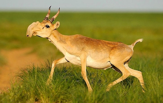  Linh dương Saiga: sống chủ yếu trên các vùng thảo nguyên của Lục địa Á-Âu, chẳng hạn như Dzungaria và Mông Cổ, loài linh dương này có đặc điểm nổi bật là chiếc mũi kì quặc có khả năng cử động vô cùng linh hoạt. Tuy nhiên việc săn bắn vô tội vạ nên chỉ còn vài ngàn cá thể còn sống trên thế giới. (Ảnh: Internet)