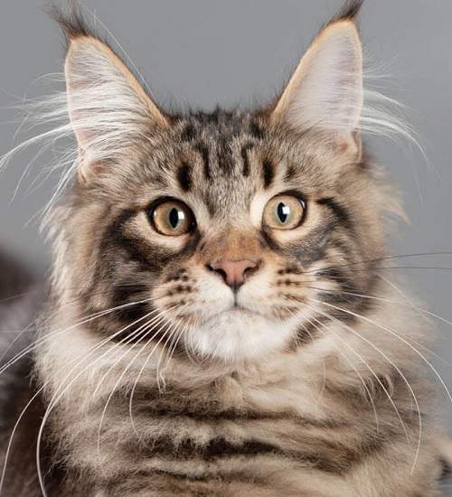 mèo maine coon hcm