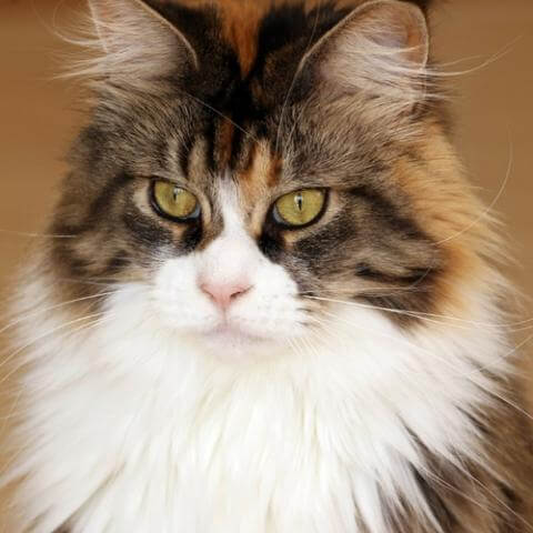 mua bán mèo maine coon