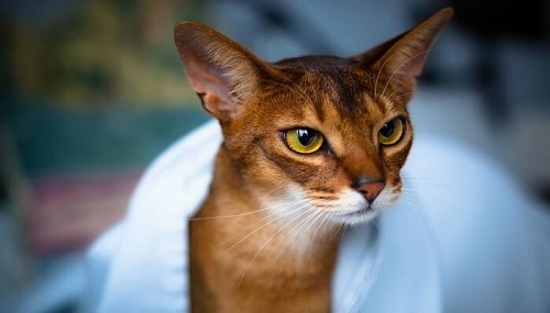 bán mèo abyssinian