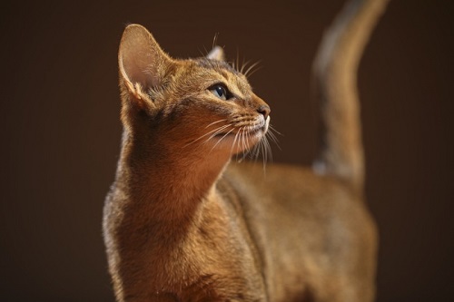 mua mèo abyssinian