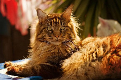 mua mèo maine coon ở đâu