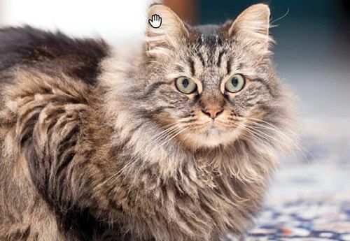 mua mèo maine coon ở hà nội