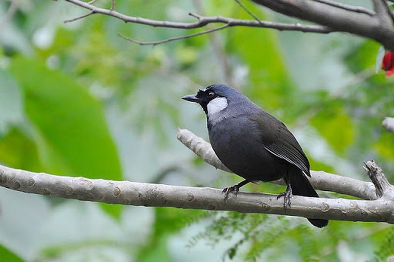 nuôi chim cảnh tại nhà