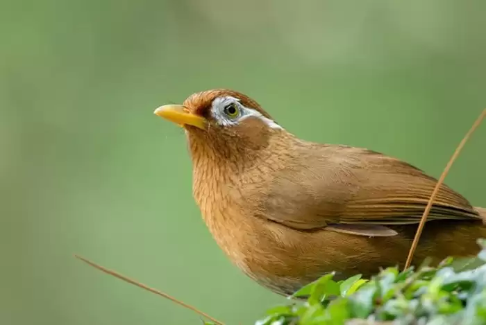 Cho chim Họa Mi ăn gì cho đủ chất trong thời kì thay lông