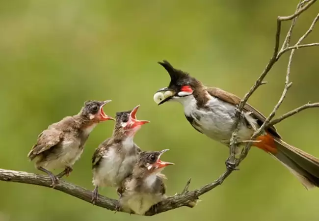 Các kỹ thuật nuôi chim chào mào khi sinh sản