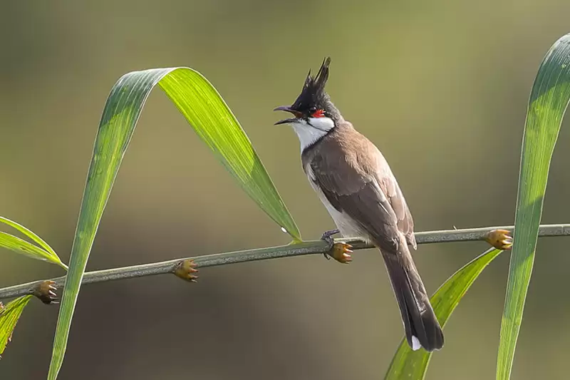 Đặc điểm chim chào mào