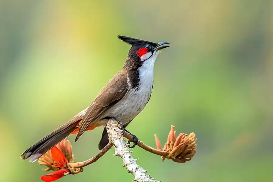 Cách chăm sóc chim chào mào cho người mới nuôi