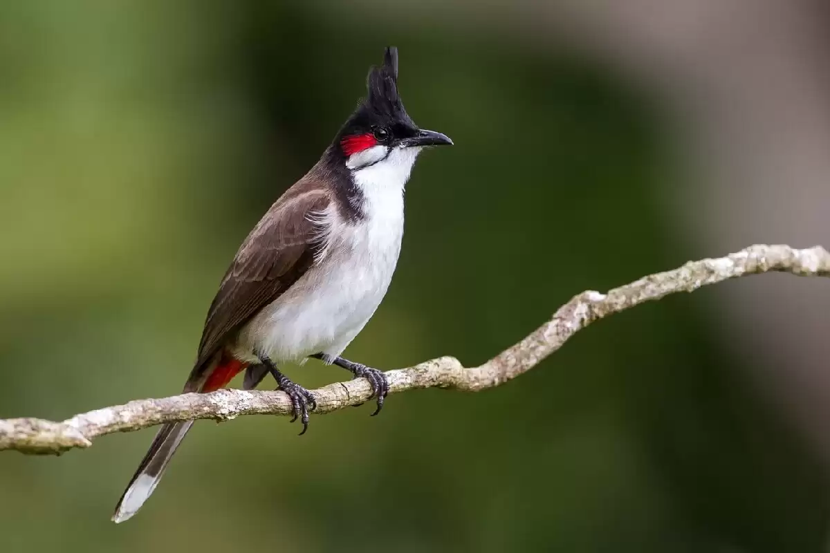 Lưu ý về mỏ của chim 