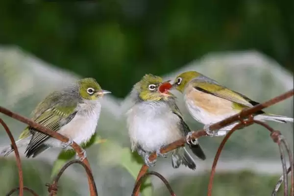 Cách làm cám đậu xanh làm thúc ăn co chim vành khuyên