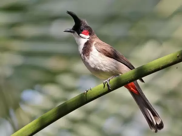 Cách nuôi chim chào mào Huế khỏe mạnh, hót hay