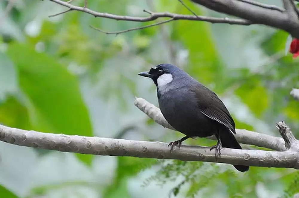 Cách thuần chim Khướu dạn người chỉ sau một tuần