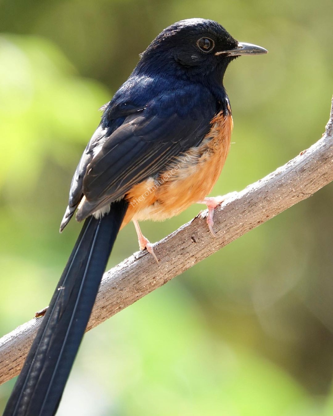 Chim Chích Choè Lửa (Copsychus Malabaricus) – Giọng hót thiên phú