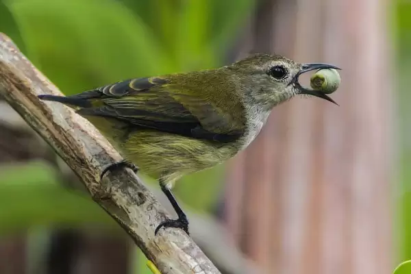 Chim sâu trống có 2 sợi lông đuôi dài hơn so với lông ở những vị trí khác