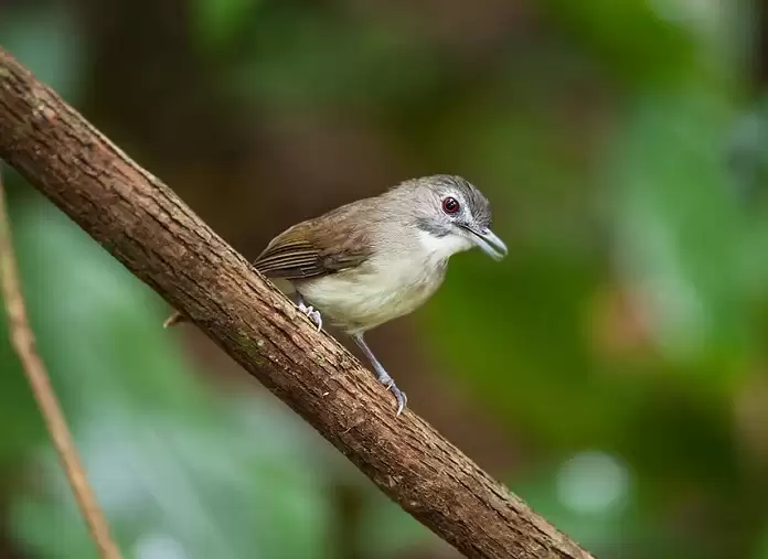 Chim Tiểu Mi ăn gì? Giá bao nhiêu? Cách nuôi thế nào?