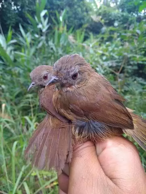 kỹ thuật nuôi chim tiểu mi