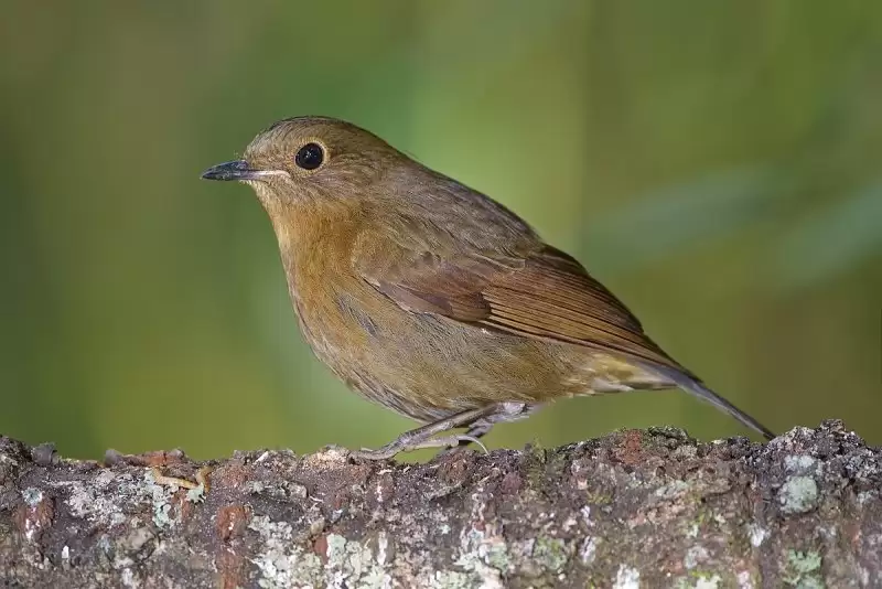 Chim tiểu mi 20