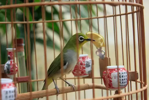 Có nên cho chim Vành Khuyên ăn sâu không và cho ăn bao nhiêu là đủ