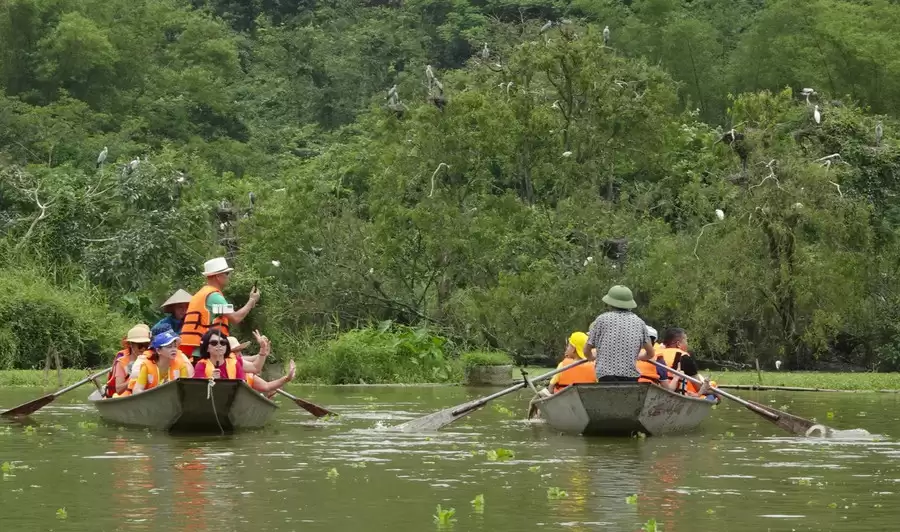 Đến với bài thơ hay: ‘Con chào mào’ từ góc nhìn sinh thái