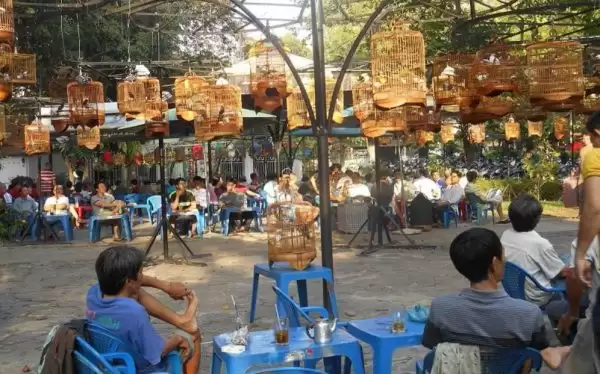 Mô hình quán cafe chim cảnh thu hút nhiều đối tượng khách hàng