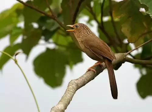 Kỹ thuật chăm sóc Họa Mi thay lông