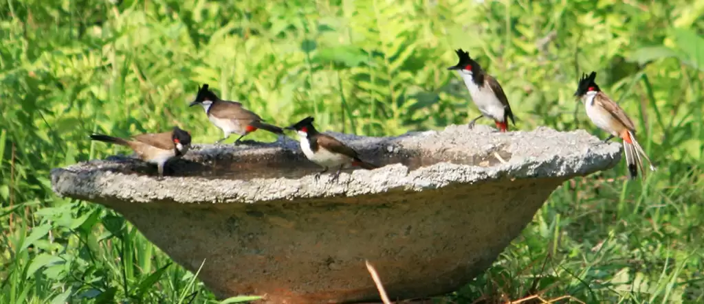 Kỹ thuật cho chim Chào mào tắm đúng cách và dễ thực hiện nhất