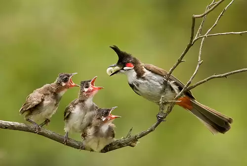 Kỹ thuật nuôi chim chào mào sinh sản