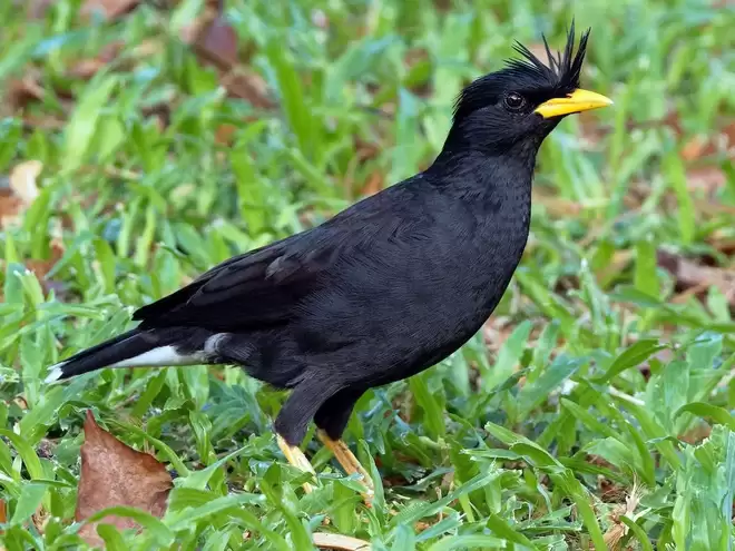 Chim Sáo (Acridotheres grandis) có giọng hót hay với những giai điệu ngẫu hứng đầy cuốn hút. Loài chim hoạt bát, thông minh này cũng nổi tiếng với khả năng nhại tiếng người rất giỏi. Tuy nhiên các loại chim Sáo ở Việt Nam thường khá hung dữ, bởi vậy để thuần được một con chim Sáo phải là người yêu chim, có đam mê và lòng kiên nhẫn.