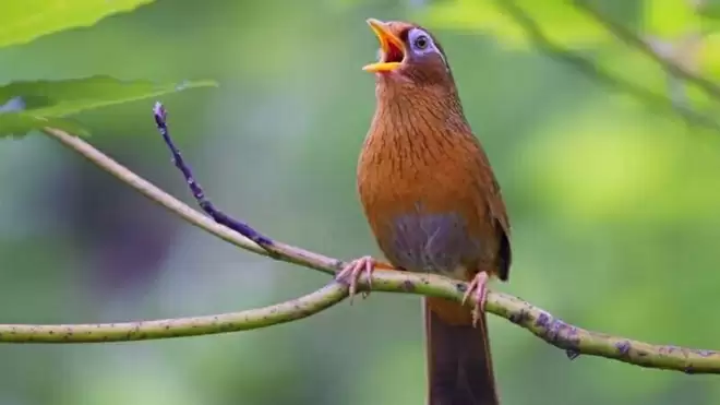 Chim họa mi (Garrulax canorus) tên gọi họa mi nghĩa là &quot;được vẽ lên mi mắt&quot; để chỉ quầng lông sáng màu quanh mắt đặc trưng của loài. Chim Họa mi là loài chim có giọng hót rất hay, trong trẻo, tiếng hót của chim Họa mi có thể làm cho người nghe cảm giác dễ chịu và chúng chỉ hót khi cảm thấy an toàn và thoải mái.