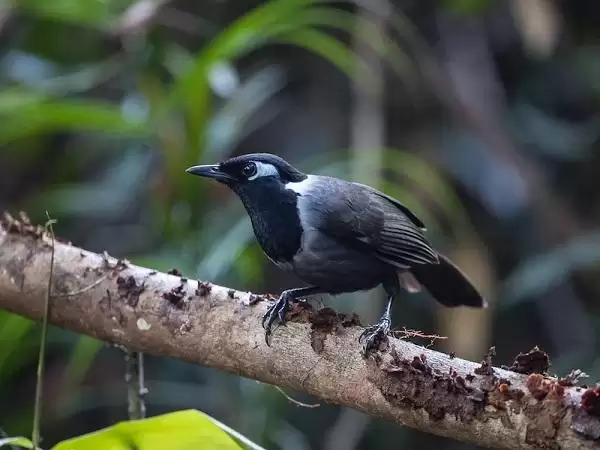 Chim khướu (Pterorhinus chinensis) sở hữu một giọng hót vô cùng cuốn hút và rất thư giãn, chúng khiến cho những người yêu chim mê mẩn cả ngày và chỉ ngồi nghe chim hót họ sẽ cảm thấy vô cùng thoải mái. Giọng hót của chúng được đánh giá rất cao và hiện nay có ít loài chim có thể sánh ngang được. Chim khướu được cho ăn no sẽ hót nhiều và sung hơn bình thường.