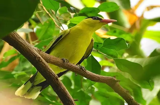 Chim vàng anh (Oriolus tenuirostris) hay còn được gọi là Hoàng anh là một loài chim rất được giới chơi chim cảnh thích thú, chúng có thể hót rất nhiều giọng khác nhau, với âm điệu khá thánh thót. Mọi nốt trầm bổng qua tiếng hót tuyệt vời của vàng anh mang lại nhiều cảm xúc cho người nghe.